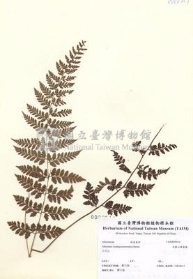 細葉蹄蓋蕨藏品圖，第2張