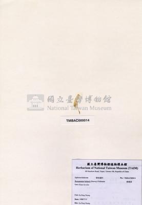 香蕉菜藏品圖，第2張