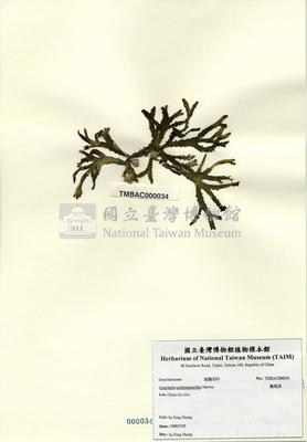 鳳尾菜藏品圖，第2張