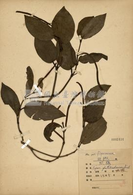 Piper kadsura  Collection Image, Figure 3, Total 3 Figures
