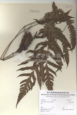 排灣三叉蕨藏品圖，第2張