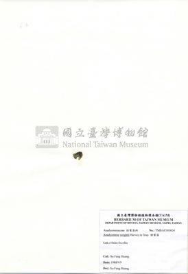 肋葉藻藏品圖，第2張