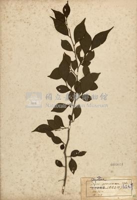 Styrax formosana Collection Image, Figure 2, Total 2 Figures