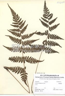 阿里山蹄蓋蕨藏品圖，第2張