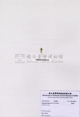 香蕉菜藏品圖，第2張