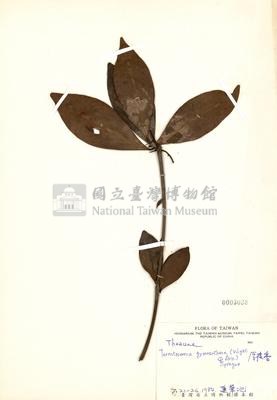 Ternstroemia gymnanthera Collection Image, Figure 3, Total 3 Figures