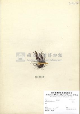 鐵角蕨藏品圖，第2張