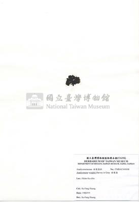 肋葉藻藏品圖，第2張