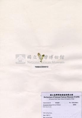香蕉菜藏品圖，第2張