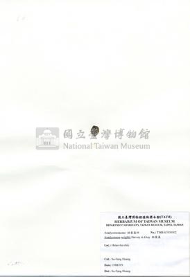 肋葉藻藏品圖，第2張