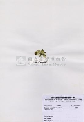 香蕉菜藏品圖，第2張