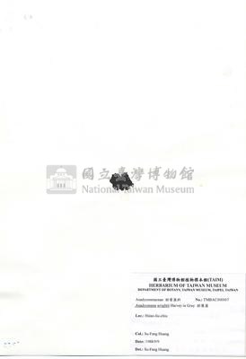 肋葉藻藏品圖，第2張