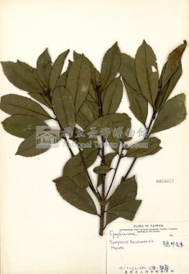 Symplocos heishanensis Collection Image, Figure 2, Total 2 Figures