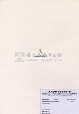 香蕉菜藏品圖，第2張