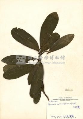Gordonia axillaris Collection Image, Figure 3, Total 3 Figures
