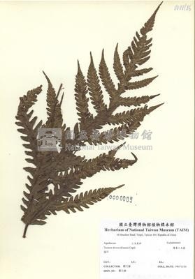 排灣三叉蕨藏品圖，第2張