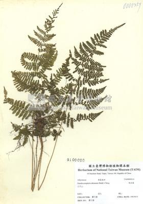 假冷蕨藏品圖，第2張