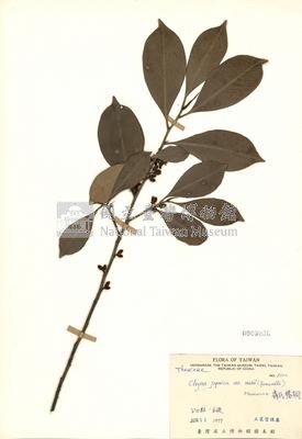 Cleyera japonica var. morii Collection Image, Figure 3, Total 3 Figures
