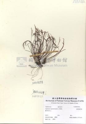 線葉鐵角蕨藏品圖，第2張