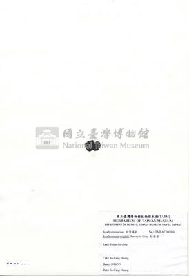 肋葉藻藏品圖，第2張