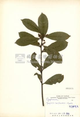 Symplocos heishanensis Collection Image, Figure 3, Total 3 Figures