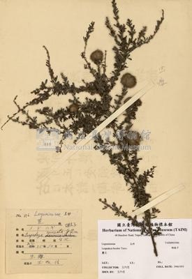 Lespedeza cuneata Collection Image, Figure 3, Total 3 Figures