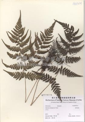 阿里山蹄蓋蕨藏品圖，第2張