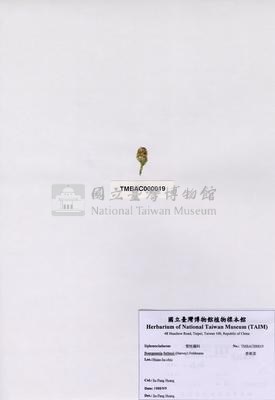 香蕉菜藏品圖，第2張