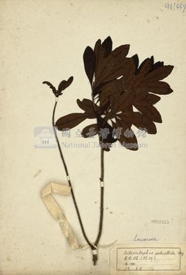 Actinodaphne pedicellata  Collection Image, Figure 2, Total 2 Figures