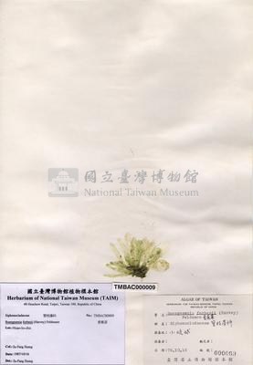 香蕉菜藏品圖，第2張