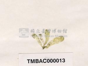 香蕉菜藏品圖，第3張
