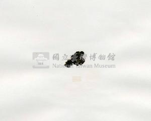 肋葉藻藏品圖，第3張