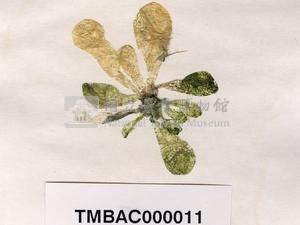 香蕉菜藏品圖，第3張