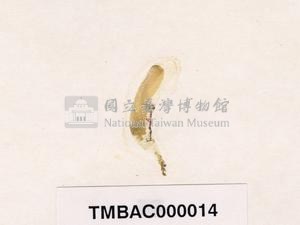 香蕉菜藏品圖，第3張