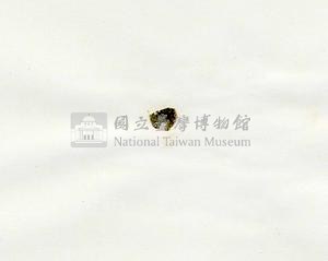 肋葉藻藏品圖，第3張