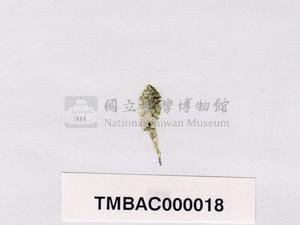 香蕉菜藏品圖，第3張