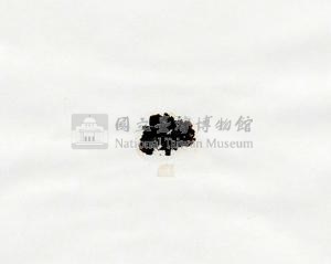肋葉藻藏品圖，第3張