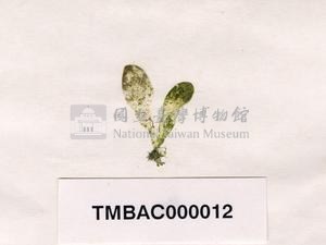 香蕉菜藏品圖，第3張