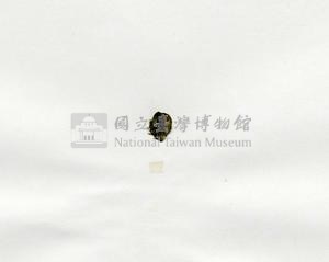 肋葉藻藏品圖，第3張