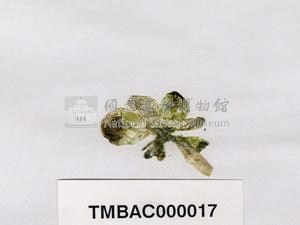 香蕉菜藏品圖，第3張