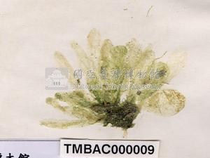 香蕉菜藏品圖，第3張