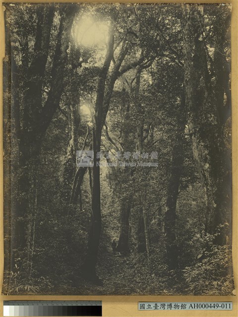 臺南州嘉義郡番地阿里山河合溪 (阿里山溪) 闊葉樹林藏品圖，第1張