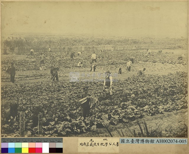 水尾蕃人公學校學生蔬菜栽培藏品圖，第2張
