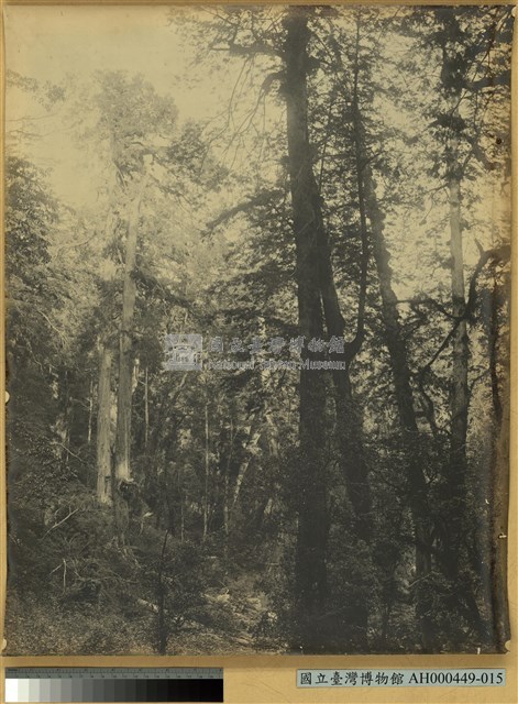 阿里山萬歲山扁柏林藏品圖，第1張