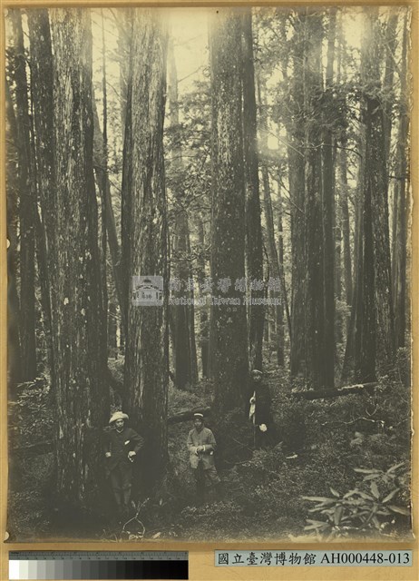 臺南州嘉義番地阿里山石鼓盤七千平之林相藏品圖，第1張