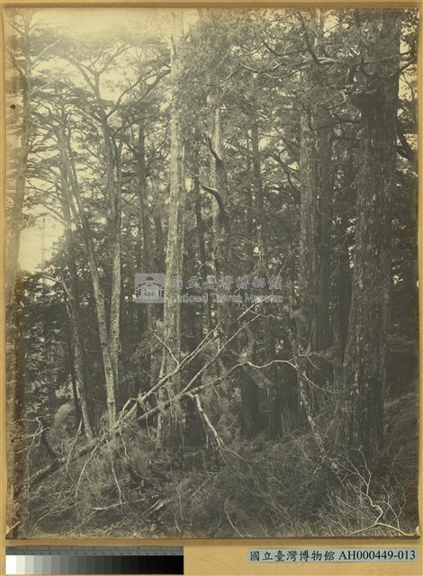 臺南嘉義郡番地阿里山石鼓盤溪梅峰的林相藏品圖，第1張