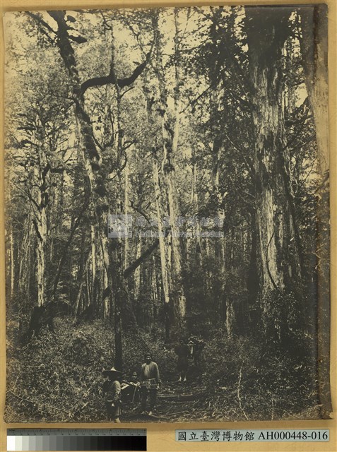 阿里山萬歲山扁柏林之景藏品圖，第1張