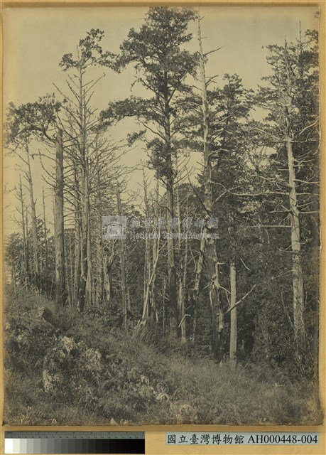 臺南州嘉義郡阿里山萬歲山森林原野之景藏品圖，第1張