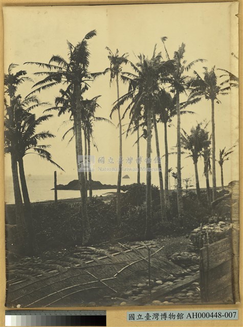 椰仔樹景藏品圖，第1張