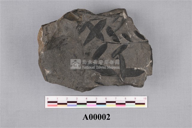木化石藏品圖，第1張